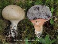 Scleroderma areolatum-amf1763-1